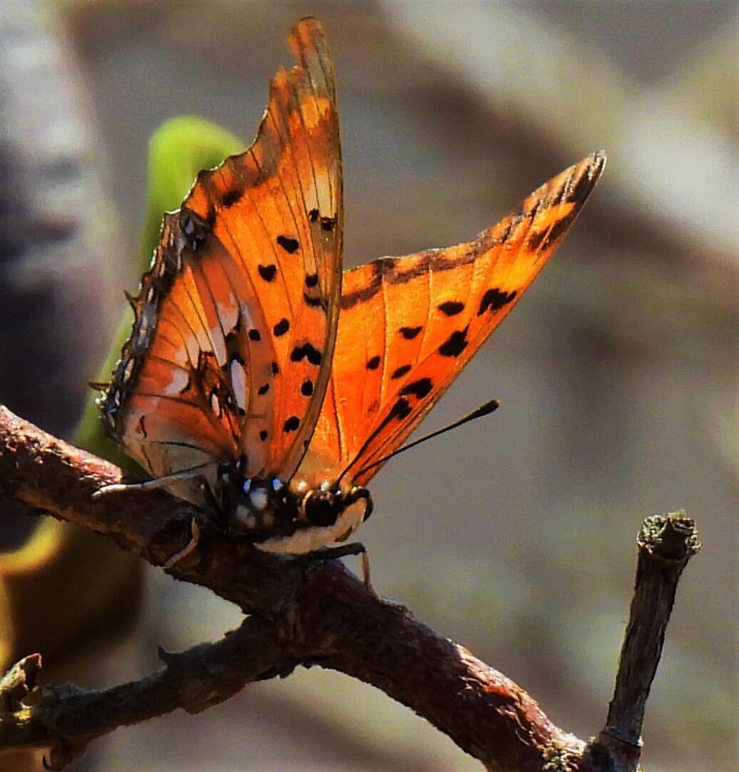 صورة Charaxes jahlusa rex Henning 1978