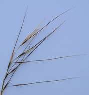 Image of Austrostipa pubescens (R. Br.) S. W. L. Jacobs & J. Everett