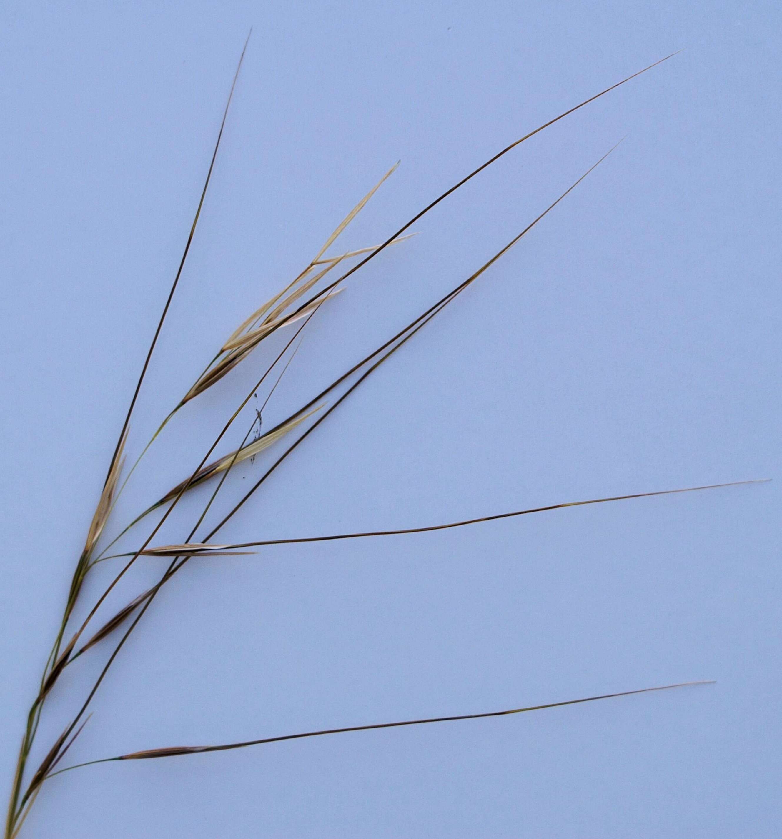 Image of Austrostipa pubescens (R. Br.) S. W. L. Jacobs & J. Everett