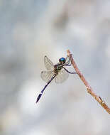 Image of Jade-striped Sylph