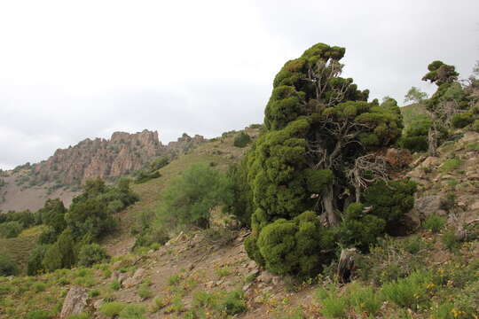 Plancia ëd Juniperus pseudosabina Fisch. & C. A. Mey.