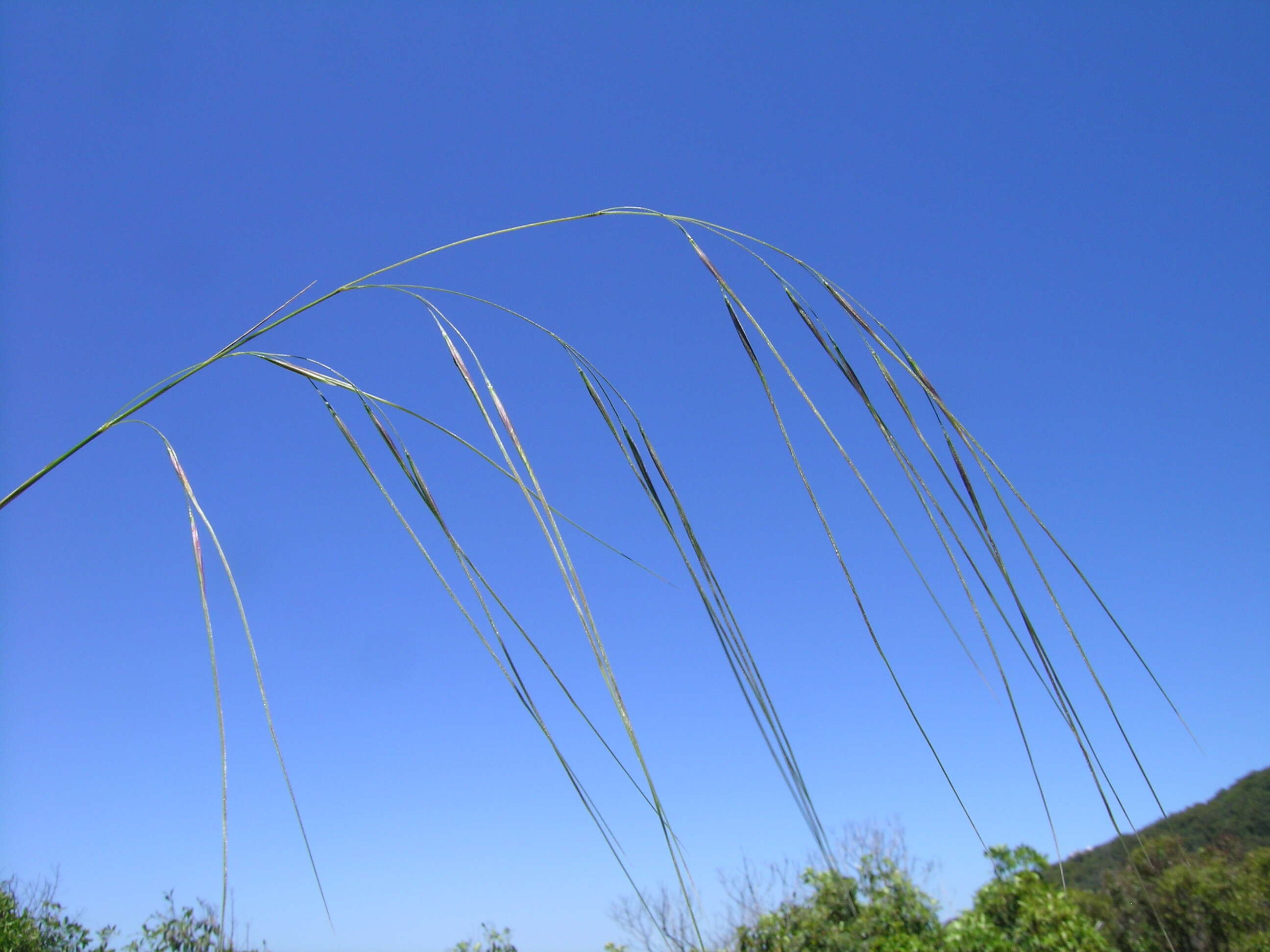 Image of Austrostipa pubescens (R. Br.) S. W. L. Jacobs & J. Everett