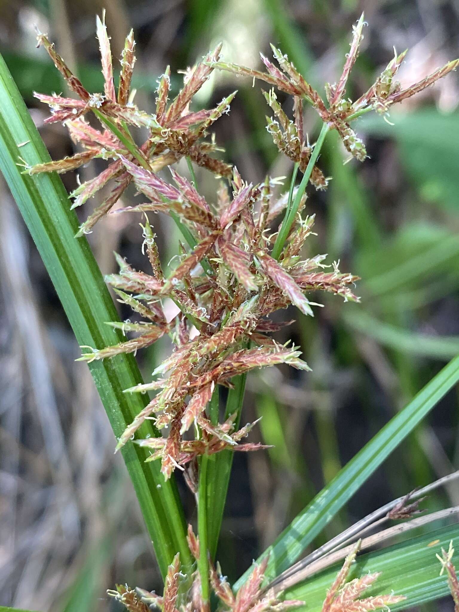 Image of Cyperus leptocladus Kunth