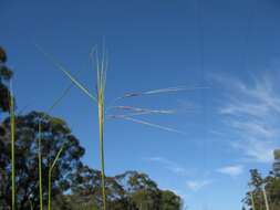 Image of Austrostipa pubescens (R. Br.) S. W. L. Jacobs & J. Everett