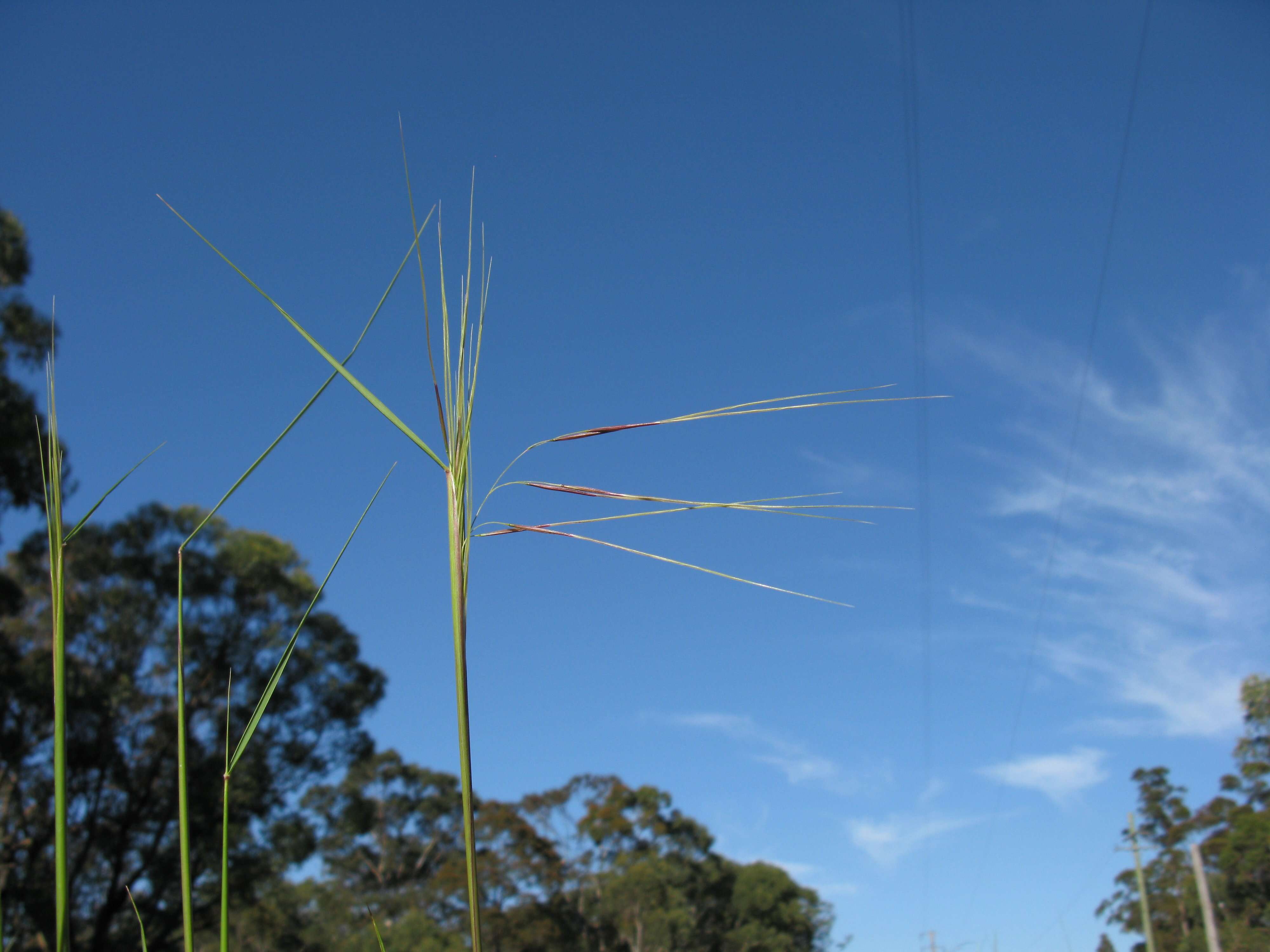 Image of Austrostipa pubescens (R. Br.) S. W. L. Jacobs & J. Everett