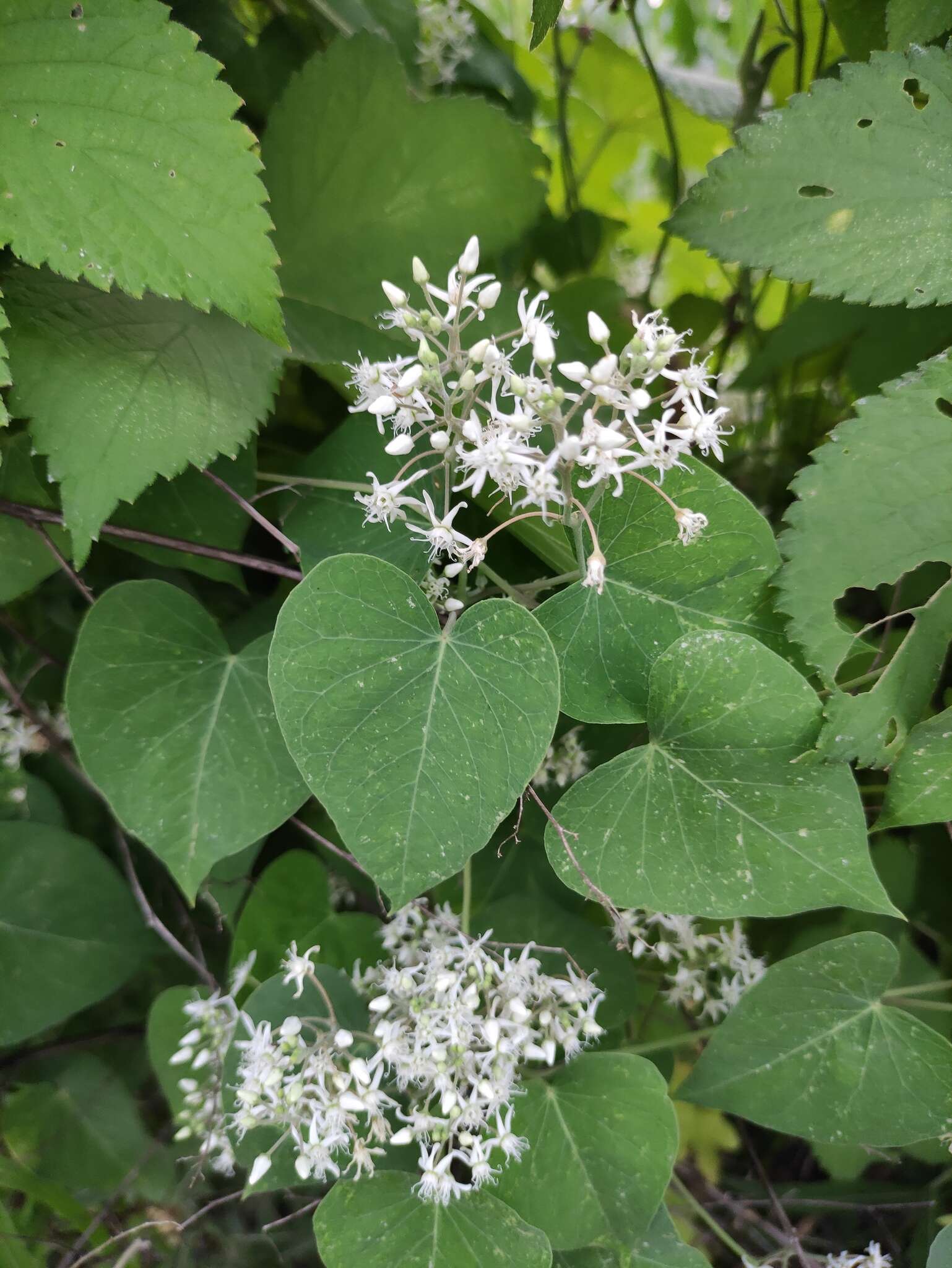 Image of Vincetoxicum pubescens (Bunge) Kuntze