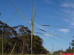 Image of Austrostipa pubescens (R. Br.) S. W. L. Jacobs & J. Everett