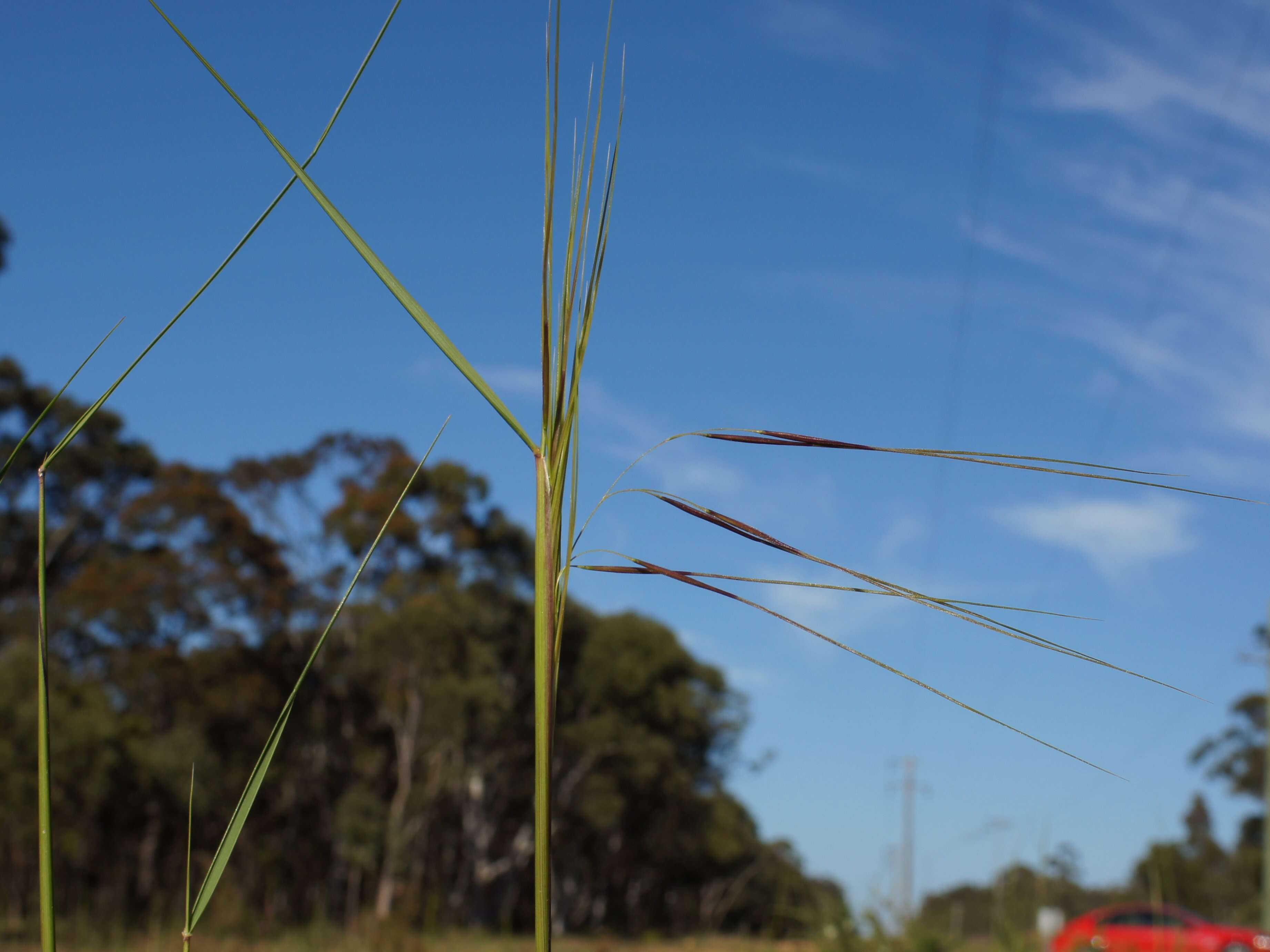 Image of Austrostipa pubescens (R. Br.) S. W. L. Jacobs & J. Everett