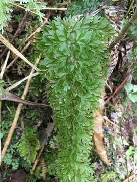 Image of Hymenophyllum demissum (G. Forst.) Sw.