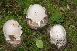 Image of Volvate amanita