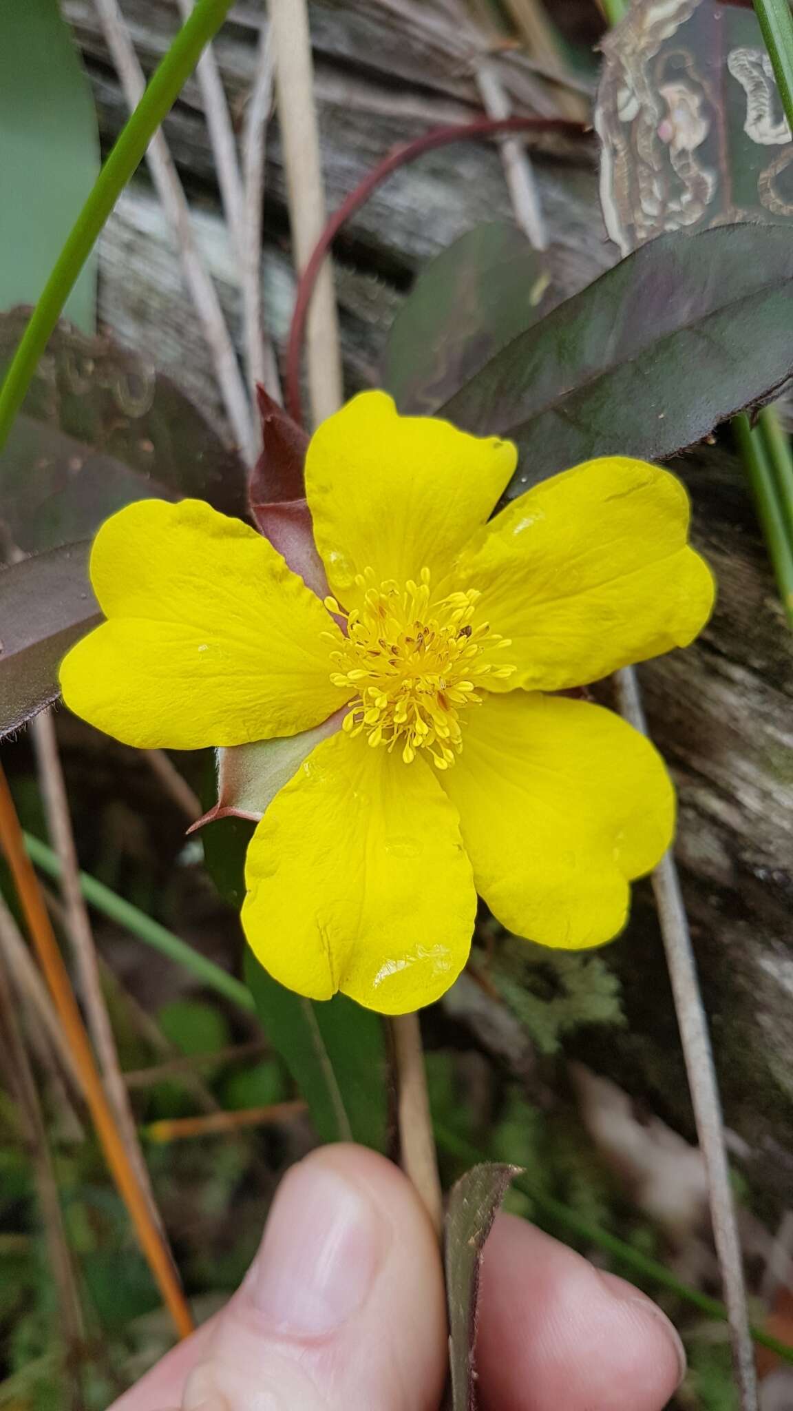 Image of Hibbertia scandens (Willd.) Gilg