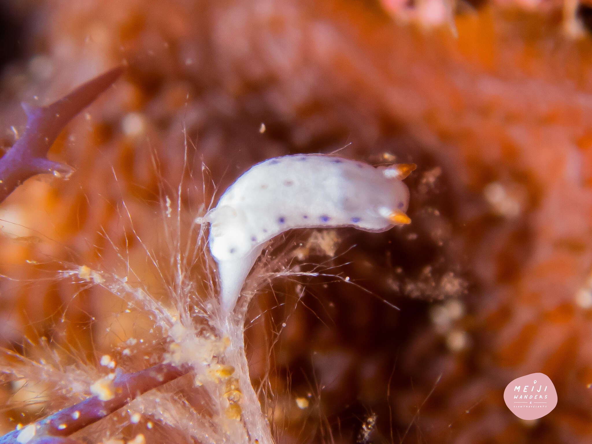 Image de Hypselodoris lacuna Gosliner & R. F. Johnson 2018