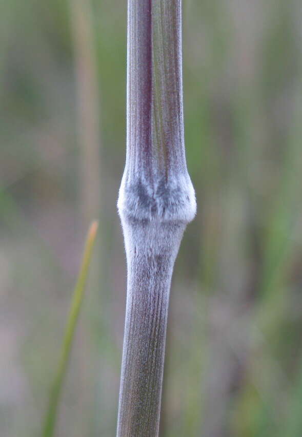 Image of Austrostipa pubescens (R. Br.) S. W. L. Jacobs & J. Everett