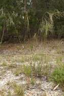 Image of Austrostipa pubescens (R. Br.) S. W. L. Jacobs & J. Everett