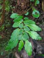 Image de Pilea imparifolia Wedd.