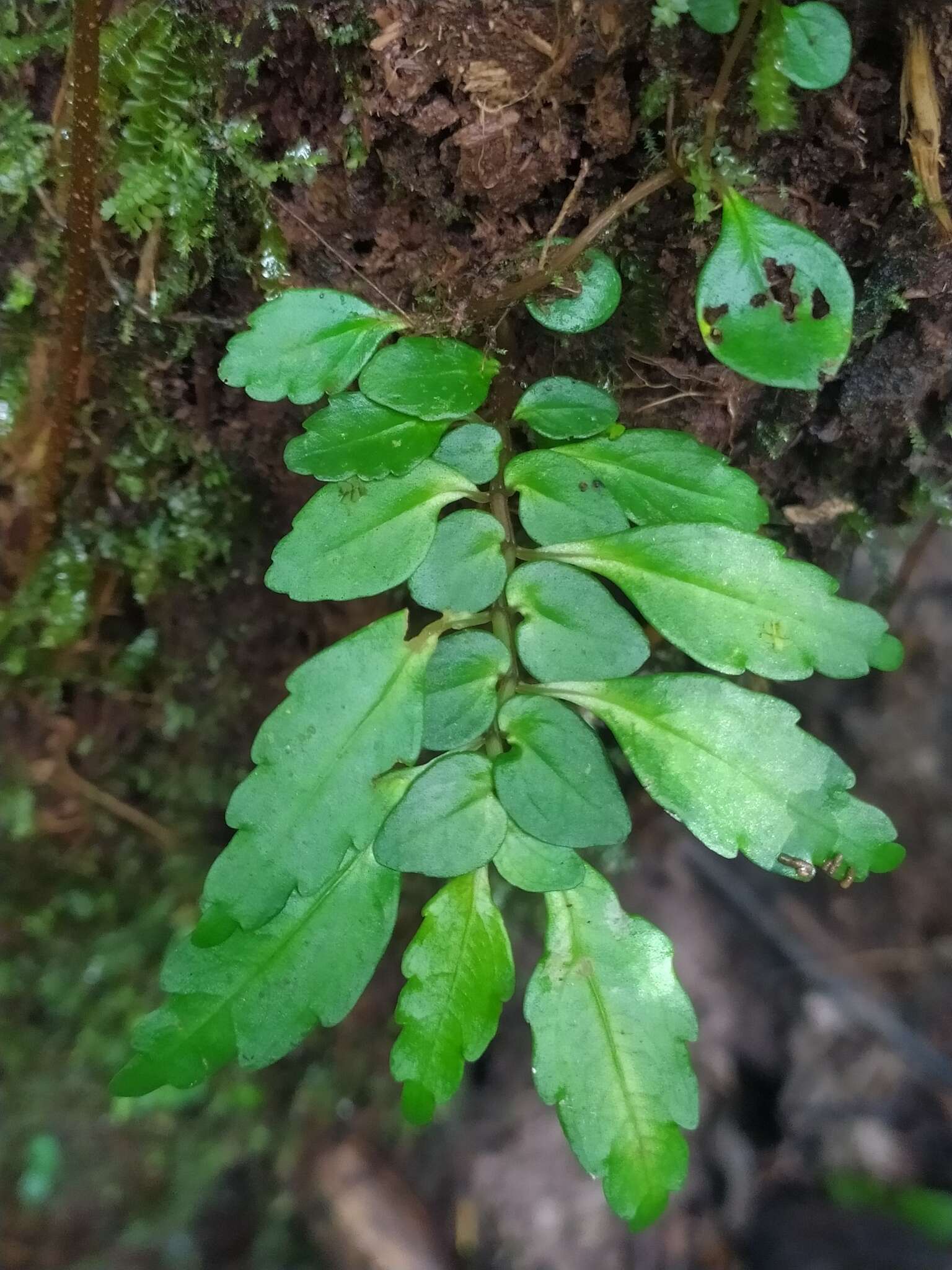 Image of Pilea imparifolia Wedd.