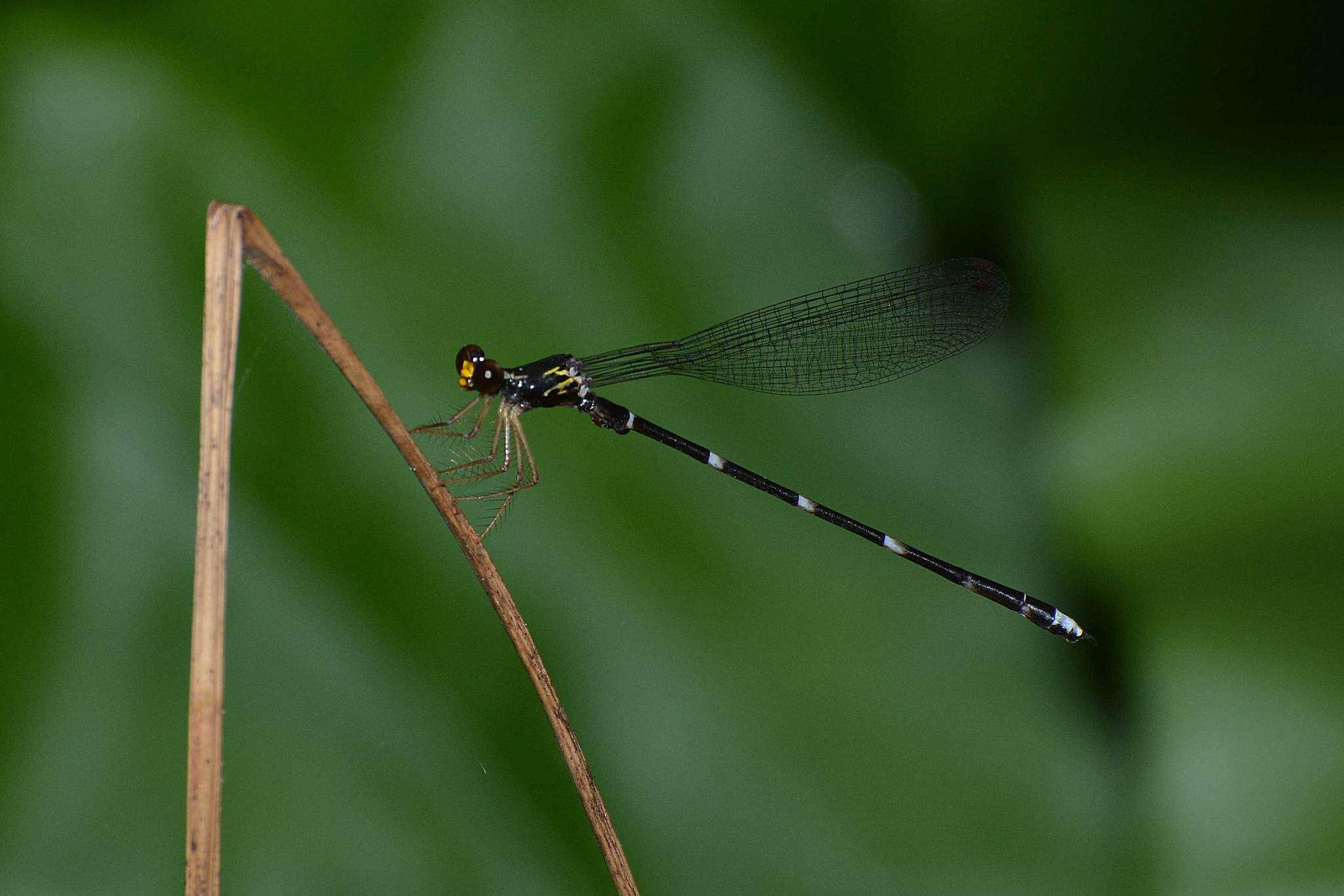 Imagem de Agriomorpha May 1933