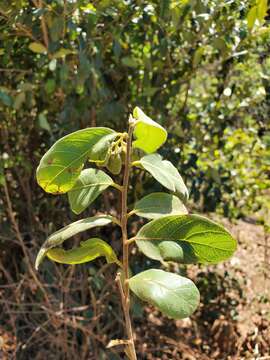 Image of Dichapetalum bojeri (Tul.) Engl.