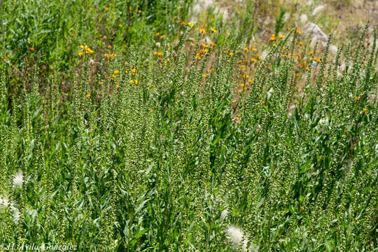 Image of Peruvian ragweed