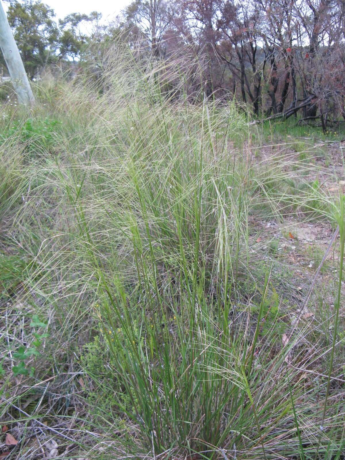 Image of Austrostipa pubescens (R. Br.) S. W. L. Jacobs & J. Everett