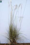 Image of Austrostipa pubescens (R. Br.) S. W. L. Jacobs & J. Everett