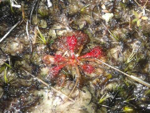 Image of spoonleaf sundew