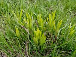 Image of tall ragwort