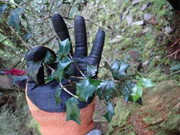 Image of Ilex bioritsensis Hayata