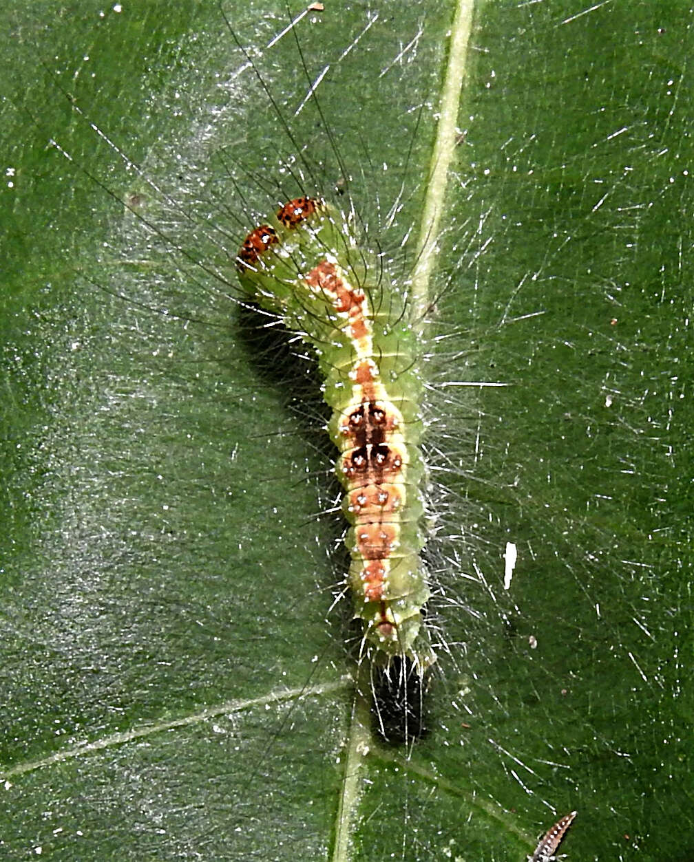 Acronicta lithospila Grote 1874的圖片