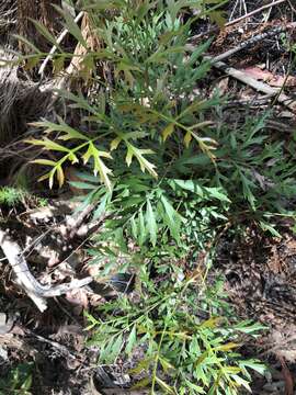 Imagem de Lomatia silaifolia (Sm.) R. Br.