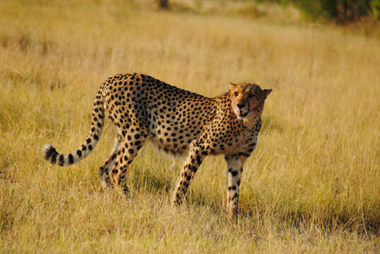 Image of Namibian cheetah