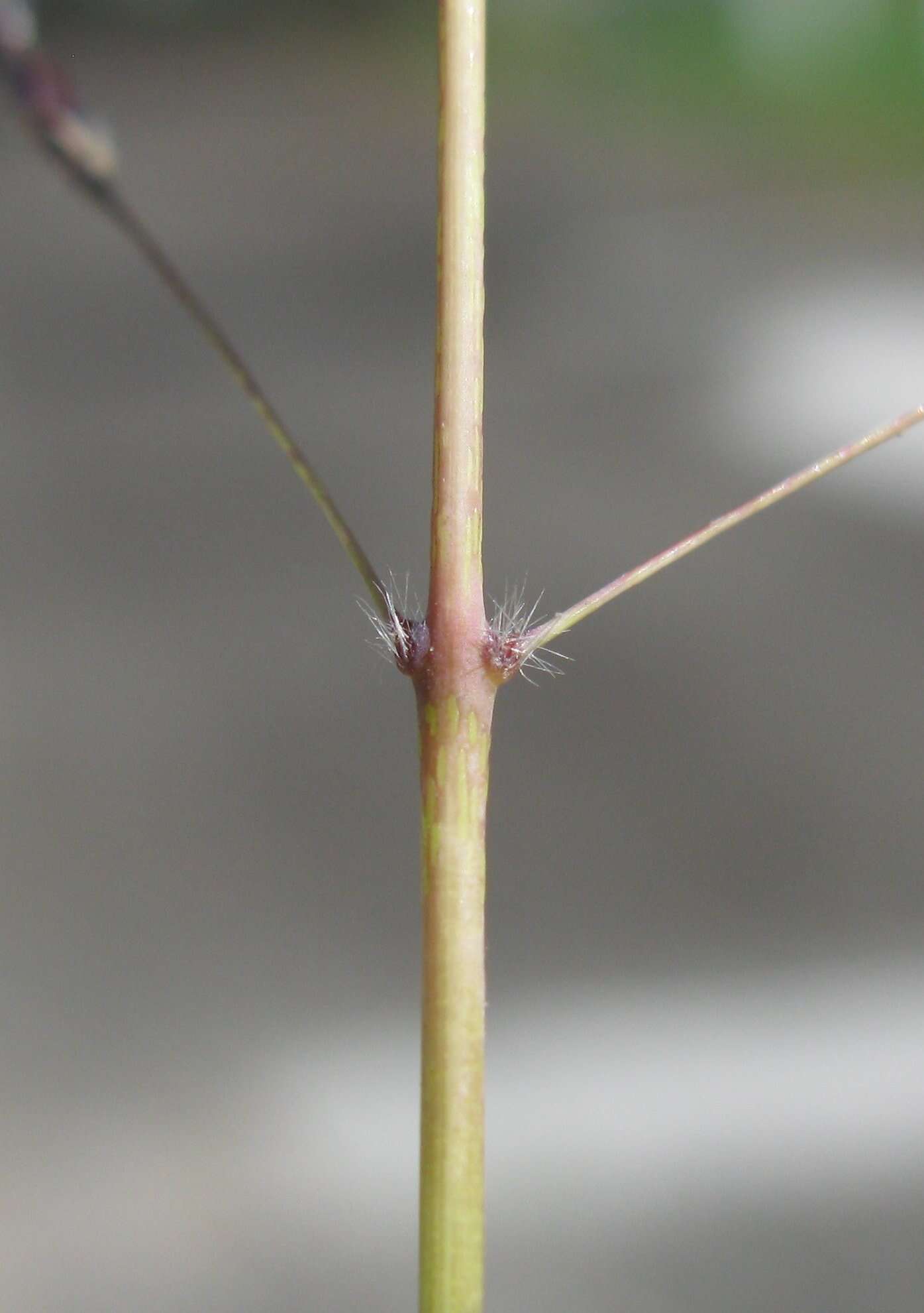 Image of Caucasian bluestem