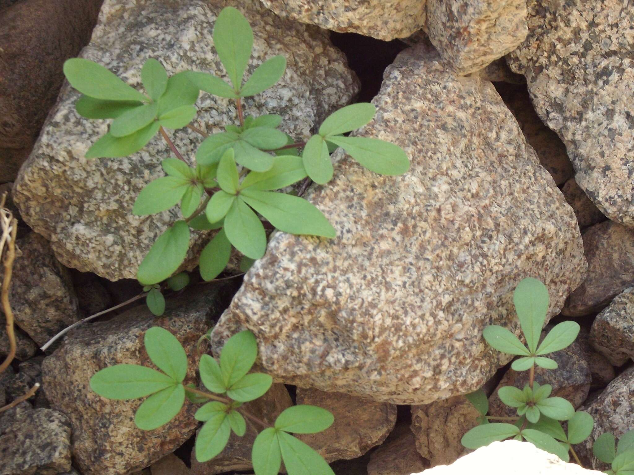 Image of Cleome chilensis DC.