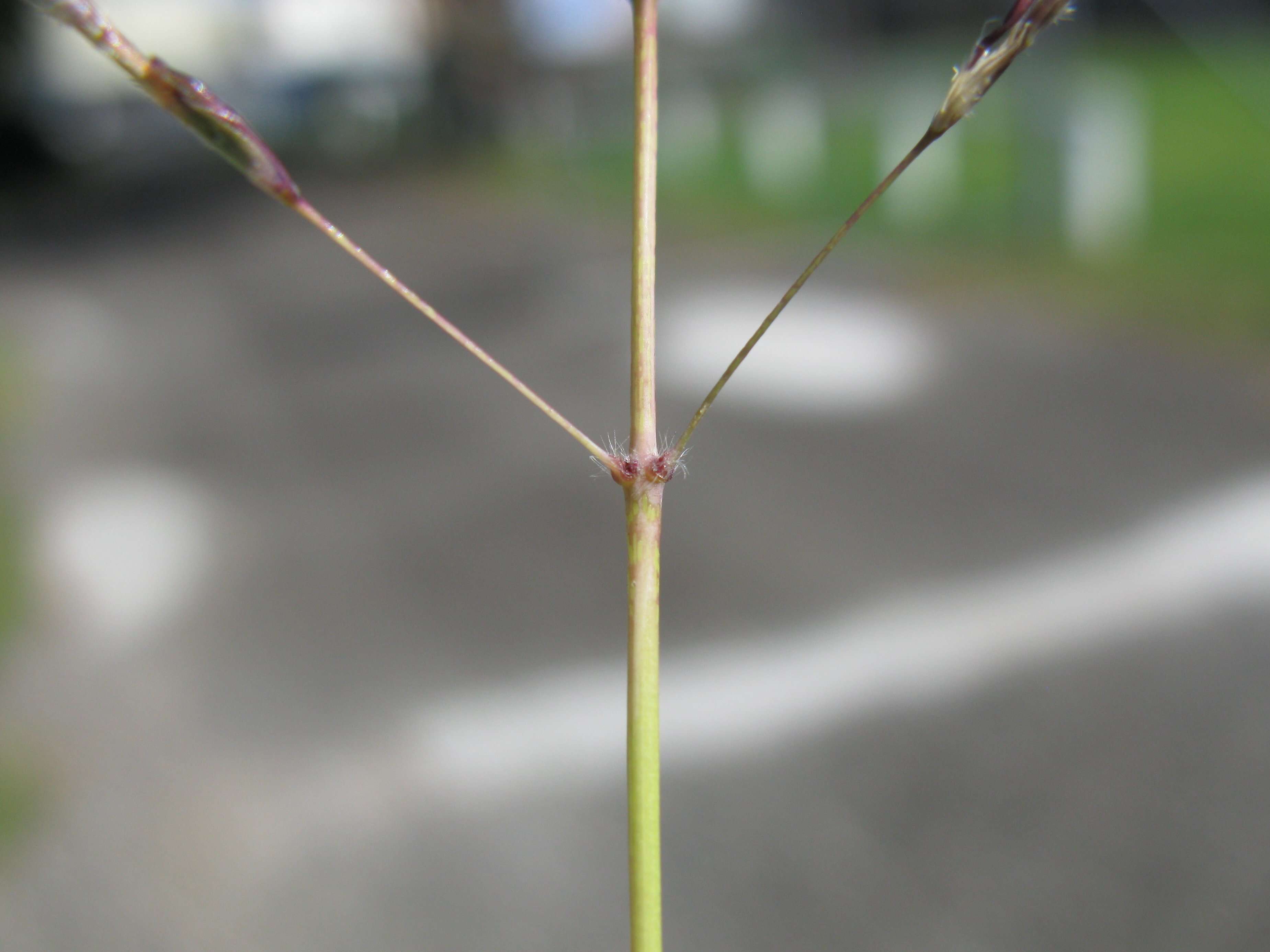 Image of Caucasian bluestem