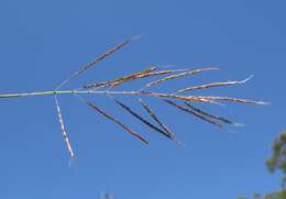 صورة Bothriochloa bladhii (Retz.) S. T. Blake