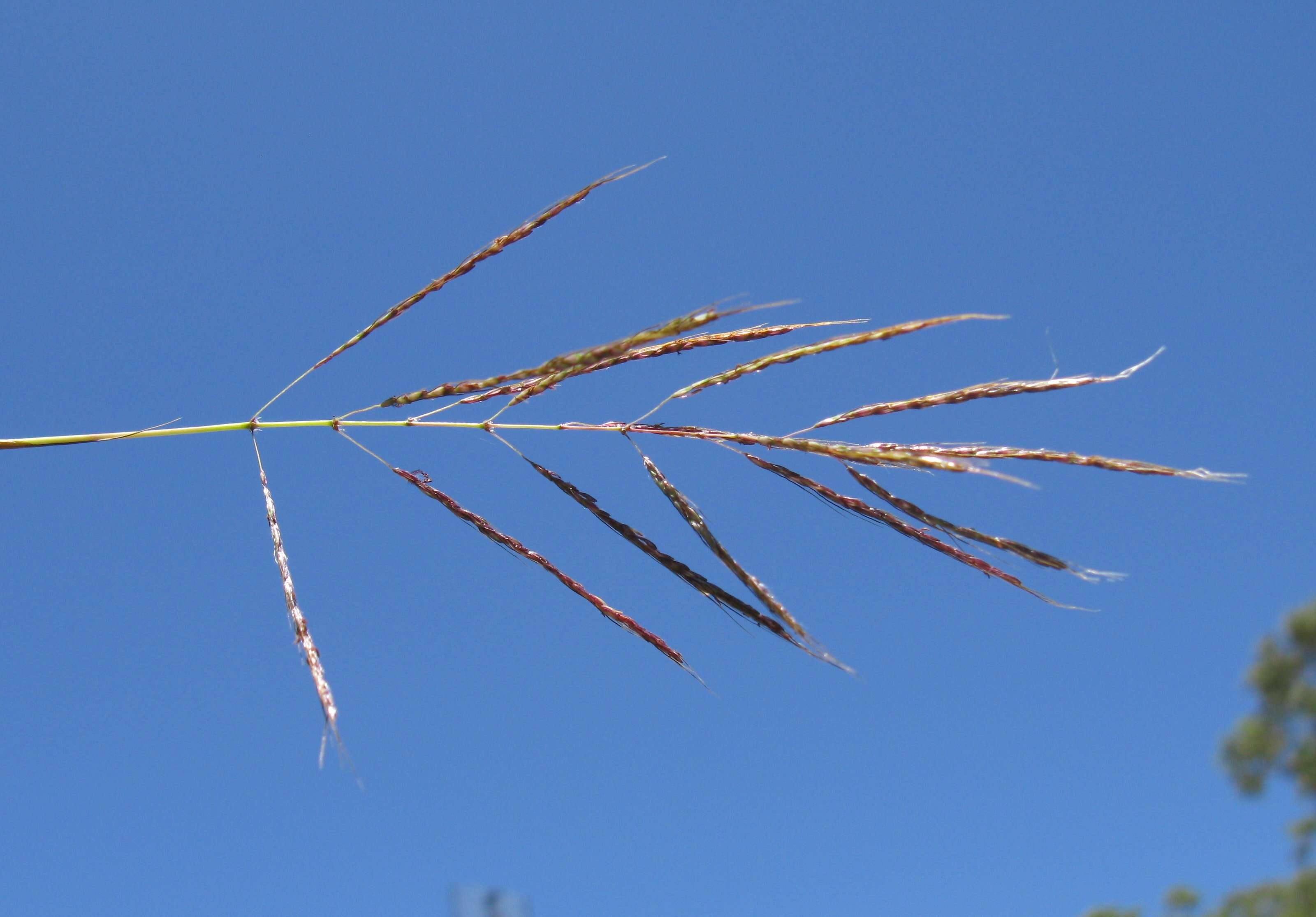 Image of Caucasian bluestem