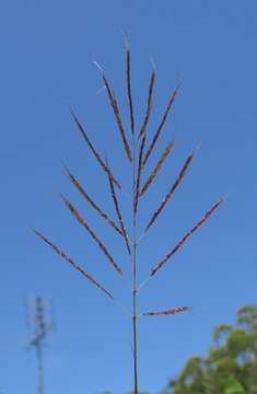 صورة Bothriochloa bladhii (Retz.) S. T. Blake