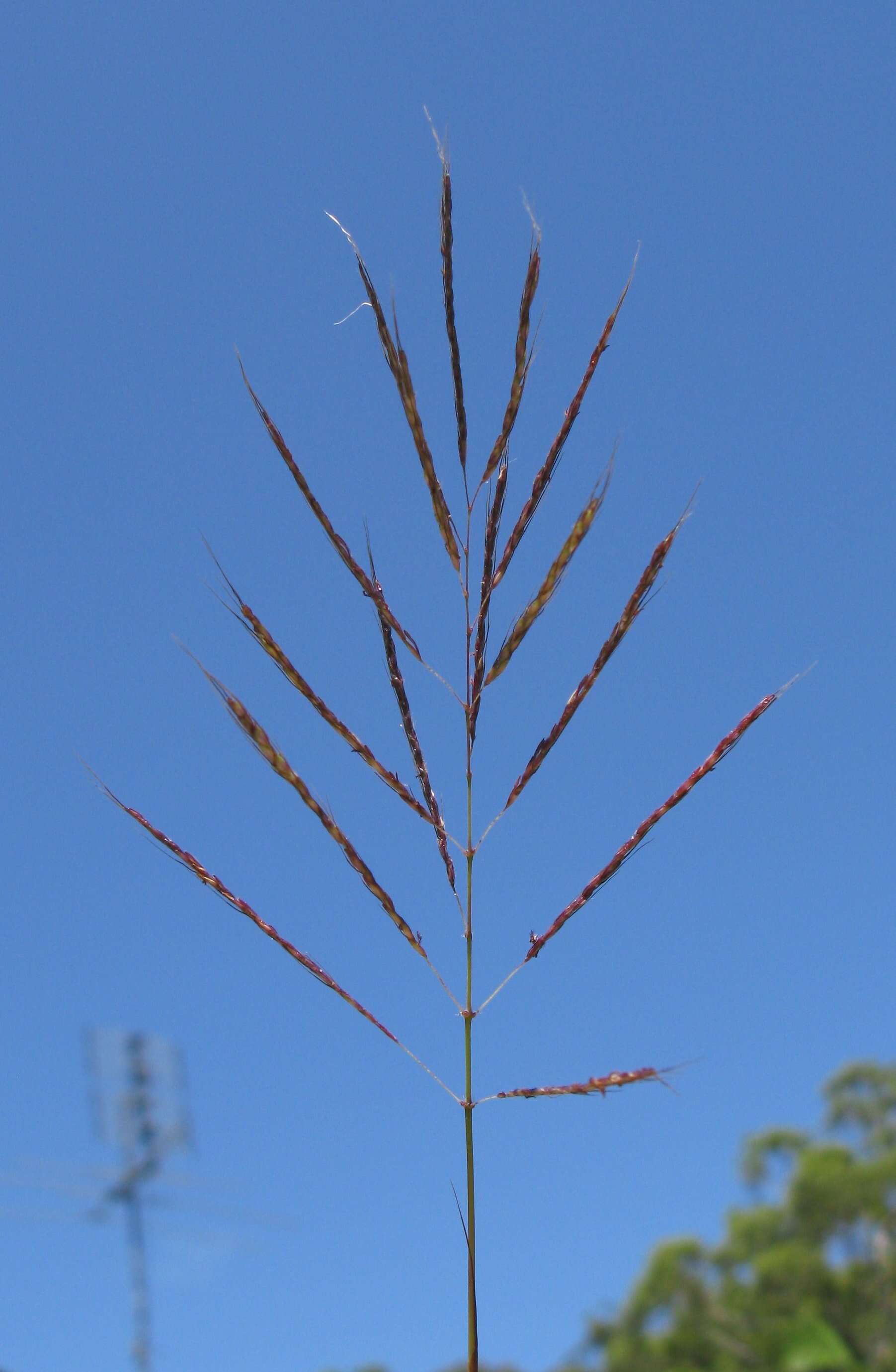 Image of Caucasian bluestem