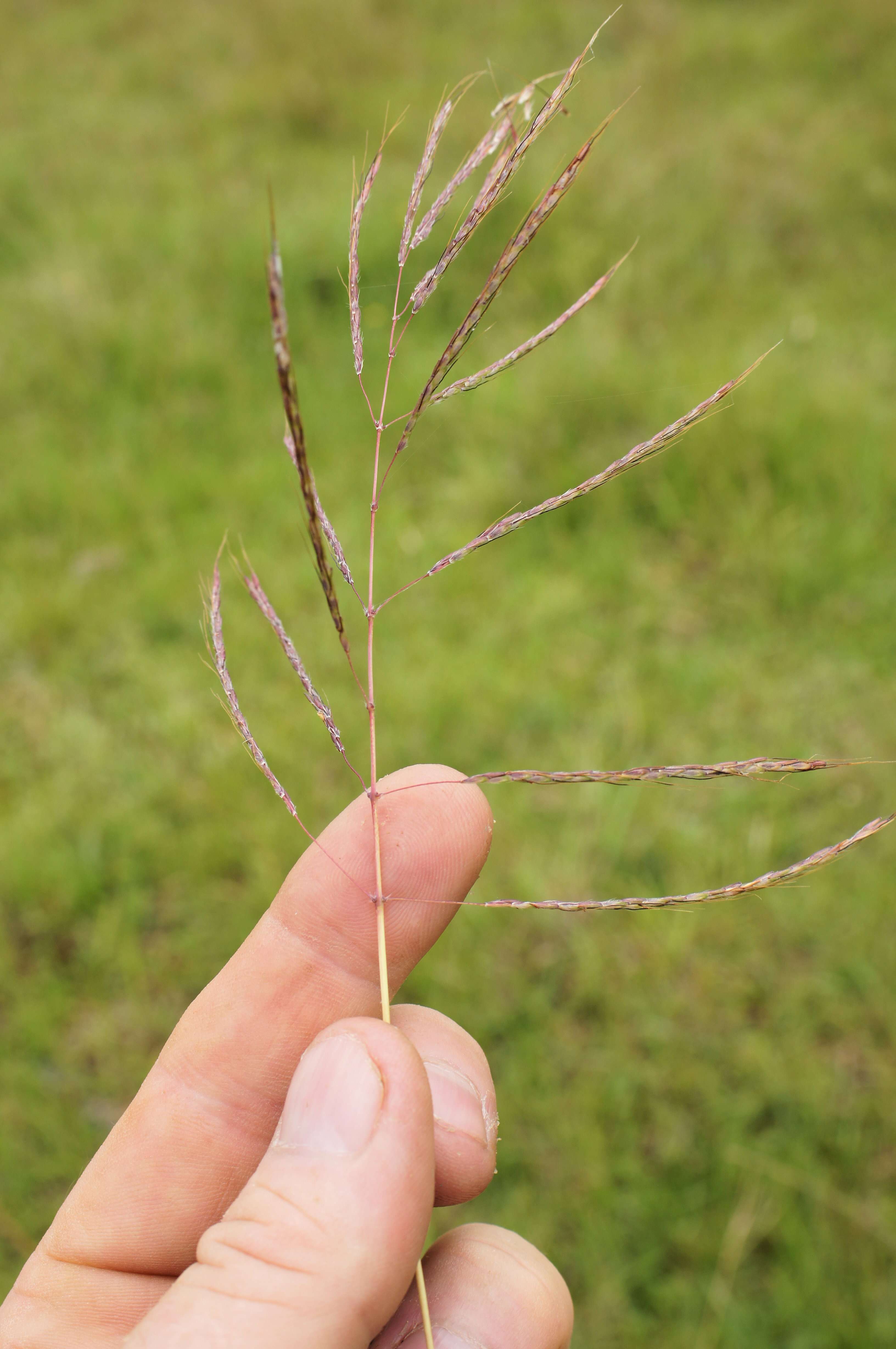 Image of Caucasian bluestem