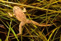 Image of Cape Flats Frog