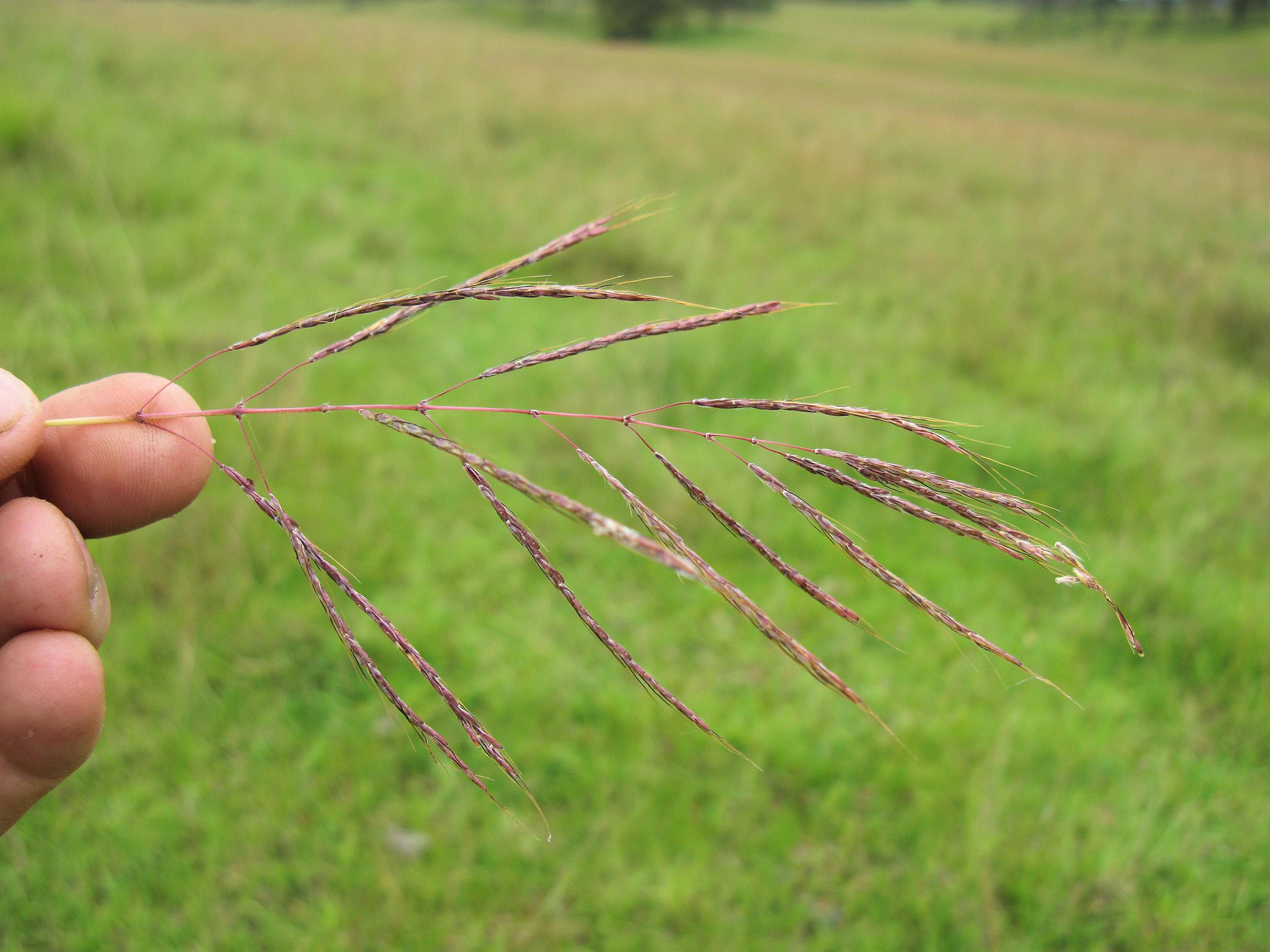 Image of Caucasian bluestem