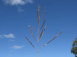 Image of Caucasian bluestem