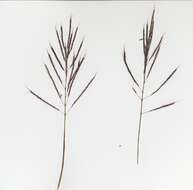 Image of Caucasian bluestem