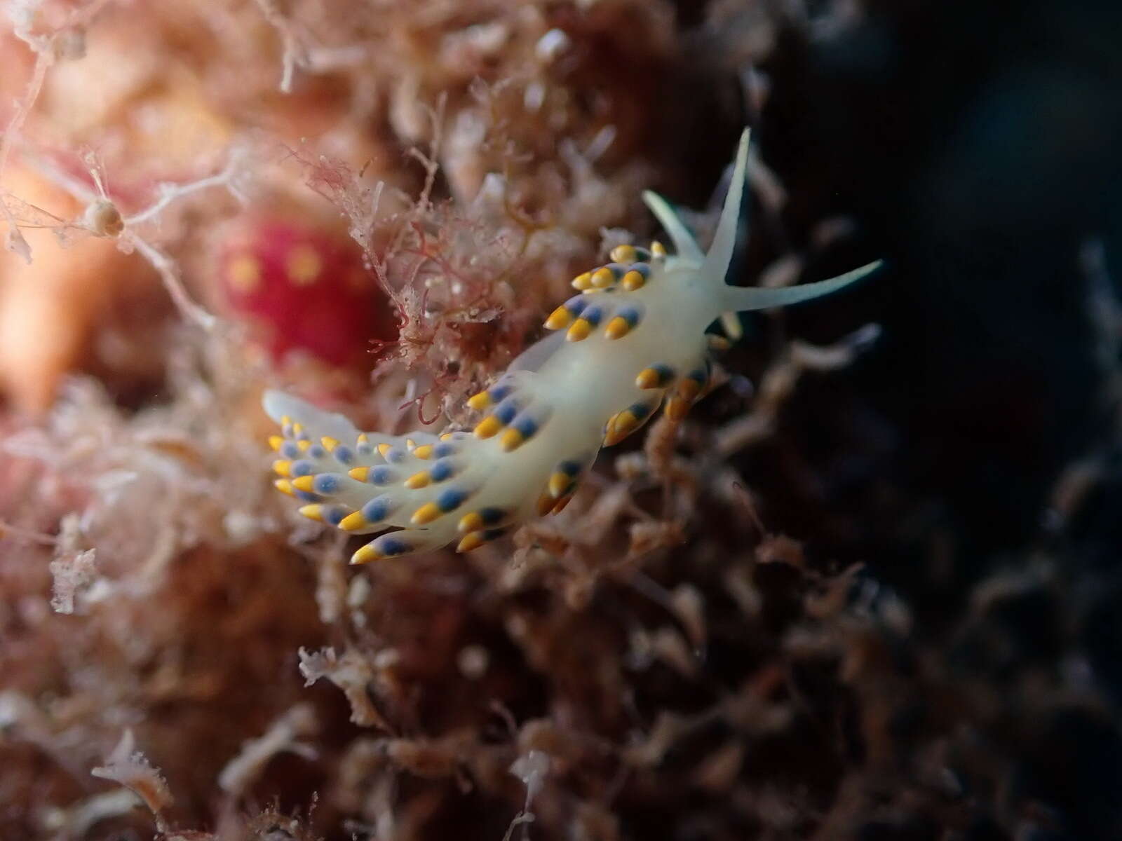 Trinchesia caerulea (Montagu 1804) resmi