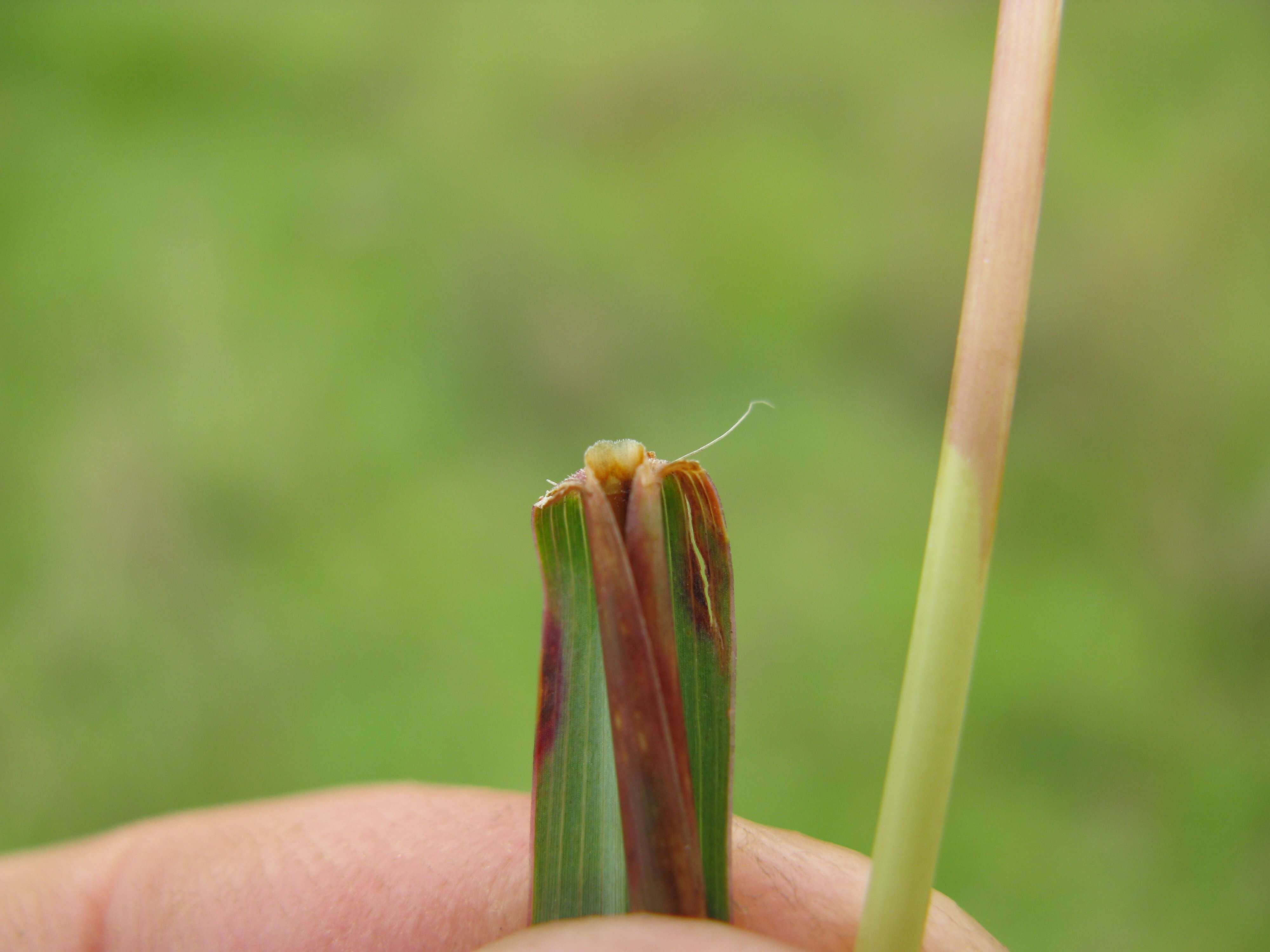 Image of Caucasian bluestem