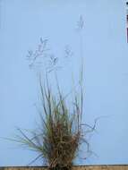 صورة Bothriochloa bladhii (Retz.) S. T. Blake