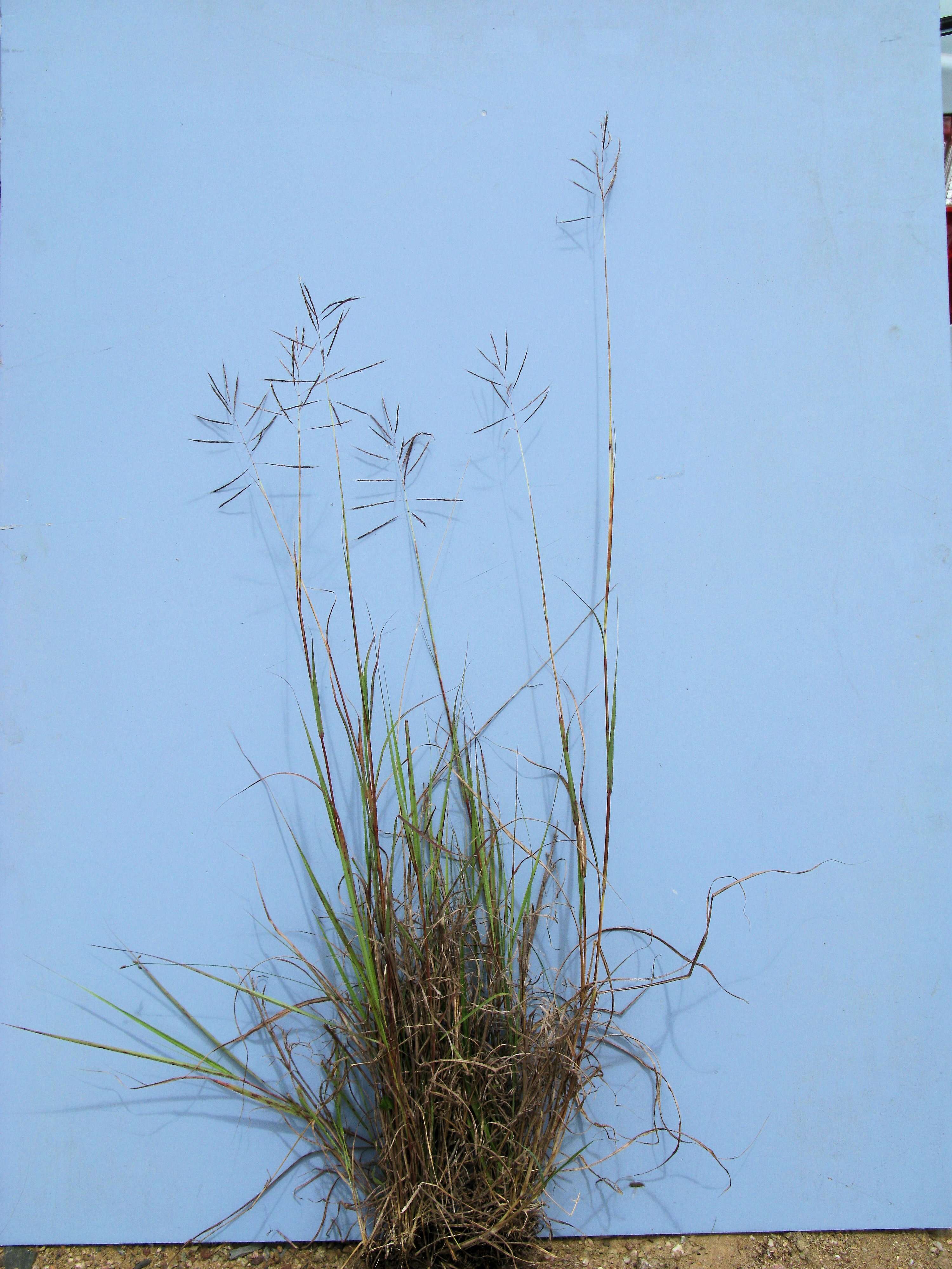 صورة Bothriochloa bladhii (Retz.) S. T. Blake