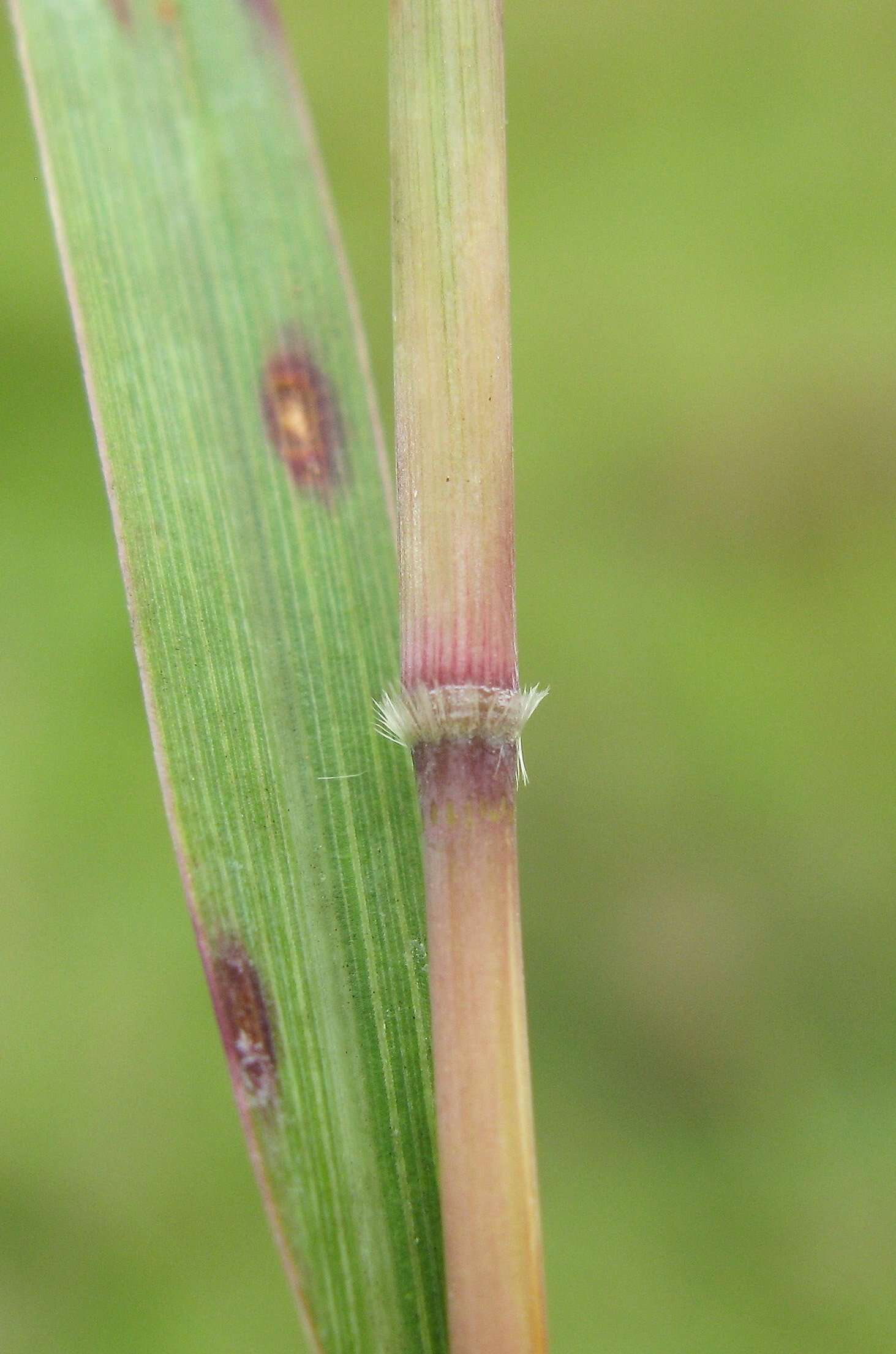 Image of Caucasian bluestem