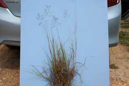 Image of Caucasian bluestem