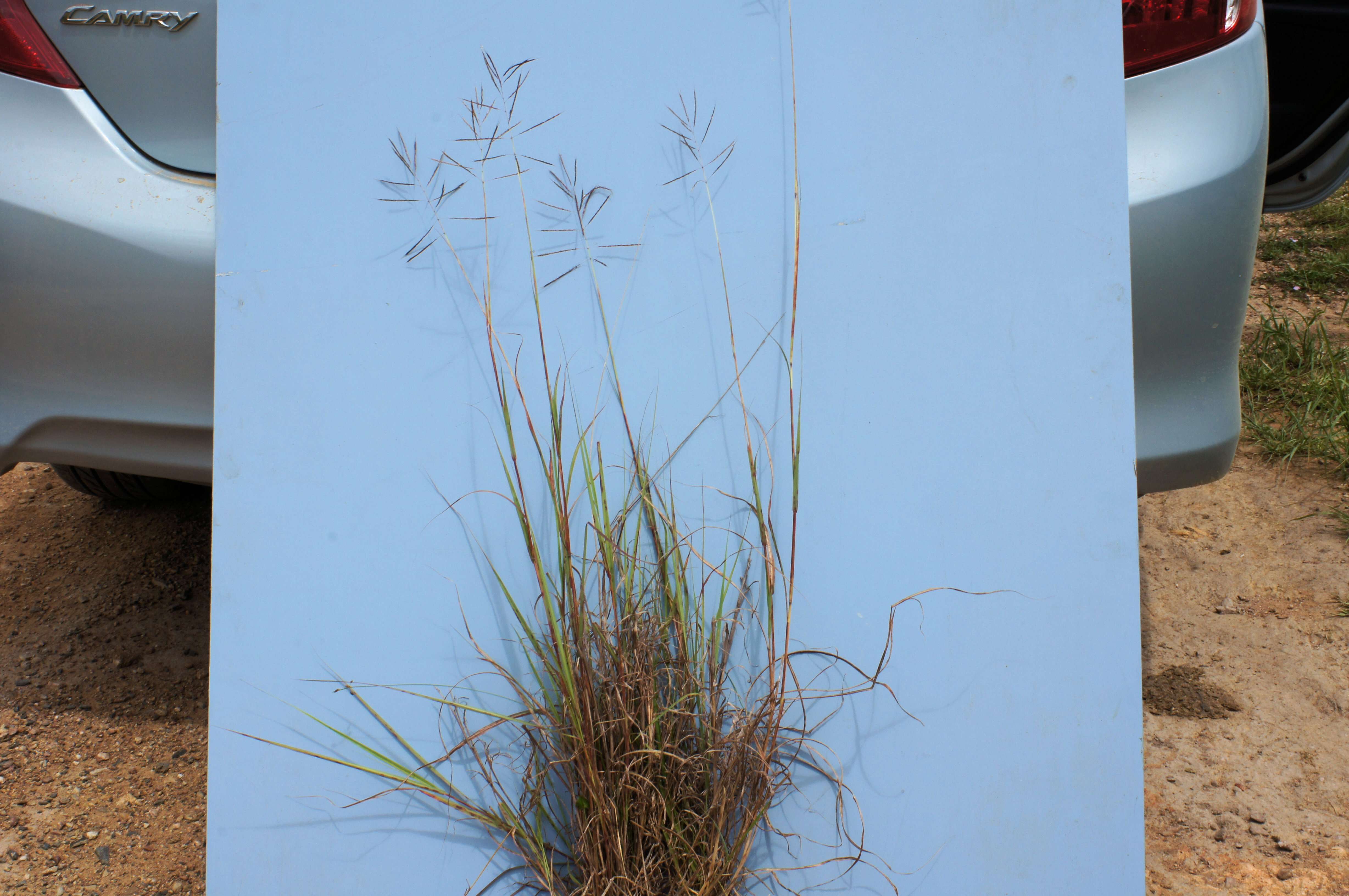 Image of Caucasian bluestem